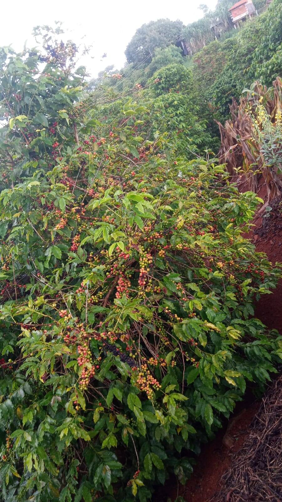 #5244 - Chácara para Venda em Apucarana - PR