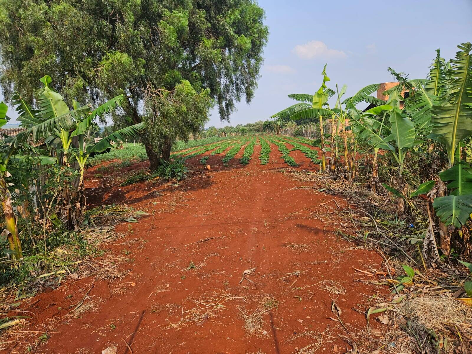 #4029 - Chácara para Venda em Arapongas - PR