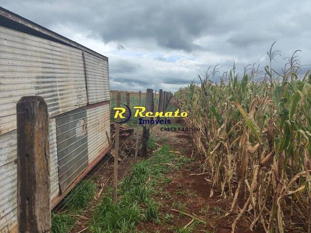 #7168 - chacara para Venda em Arapongas - PR - 2
